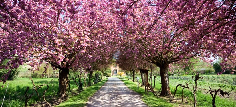 A path in spring