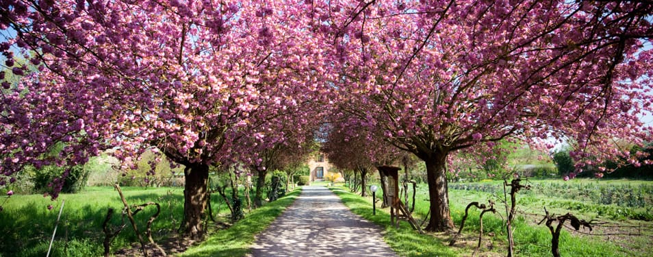 A path in spring