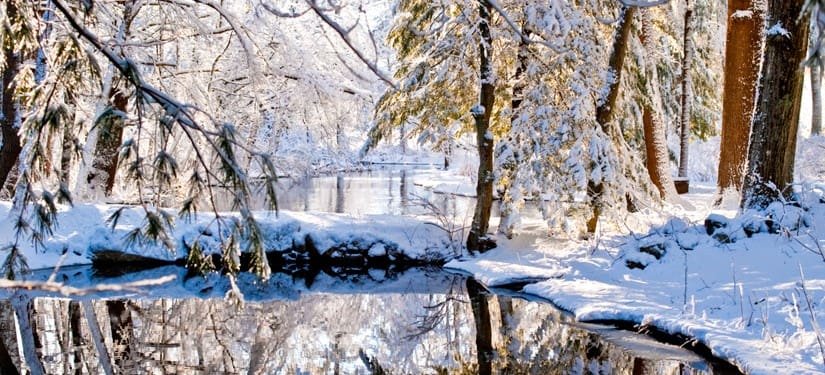 A forest during winter