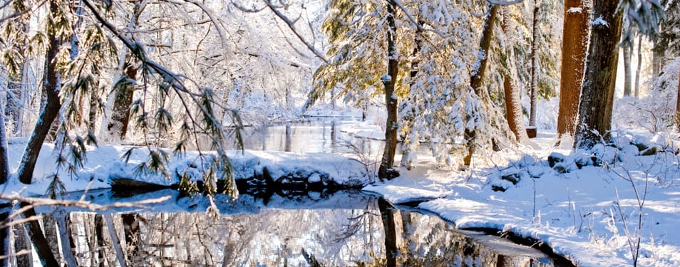 A forest during winter